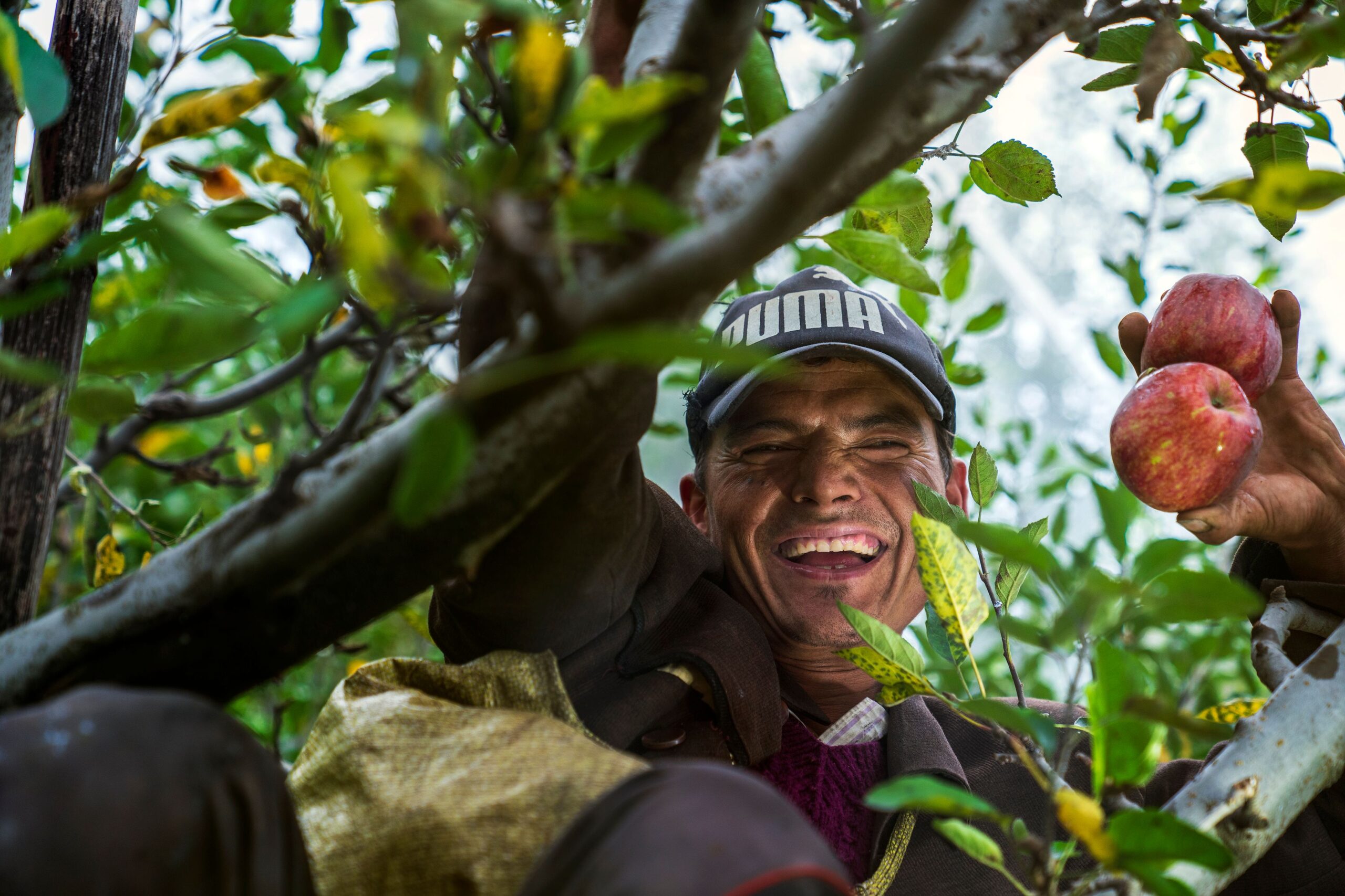 Petani memanjat pohon untuk memanen