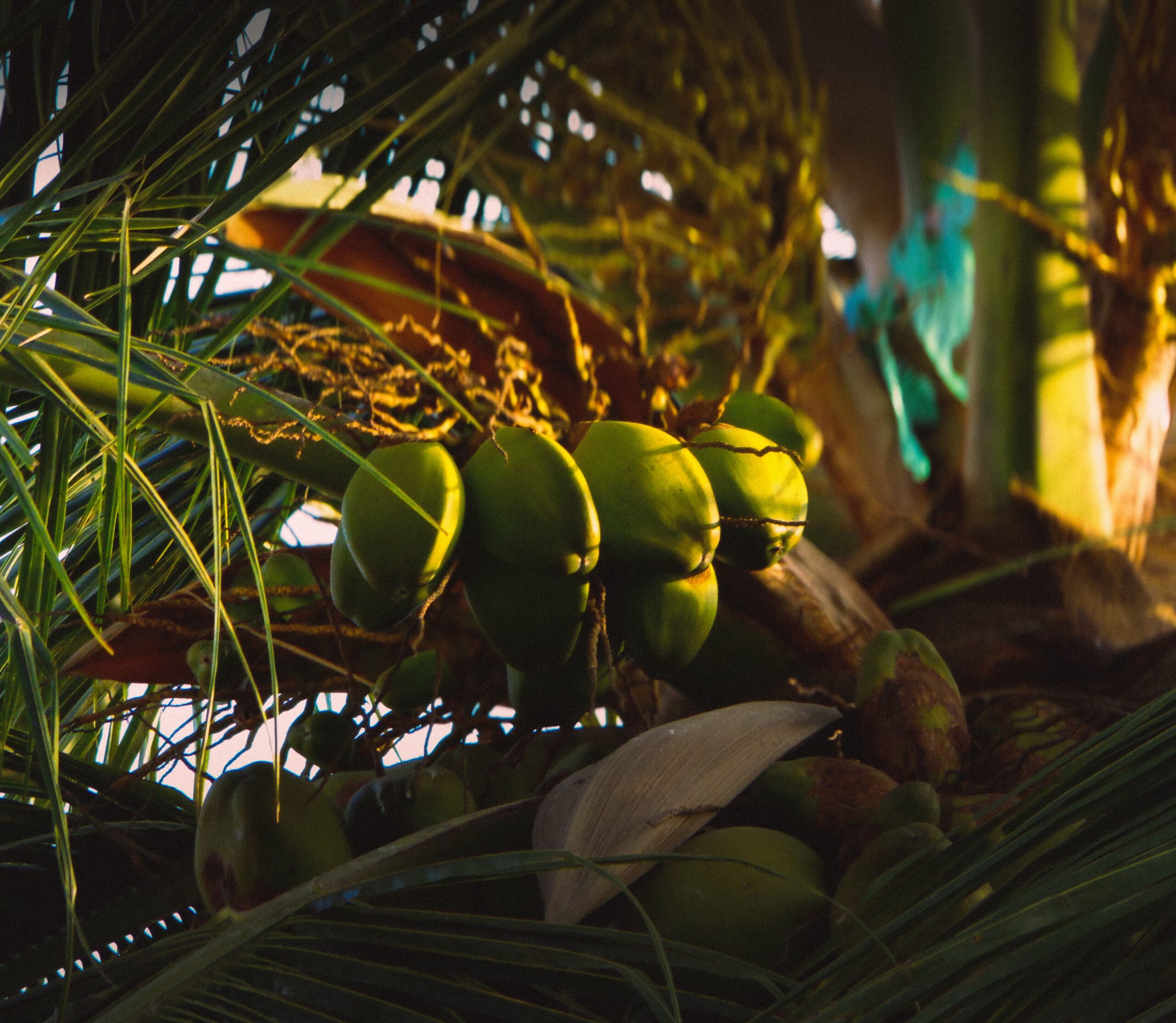 Coconut on the tree